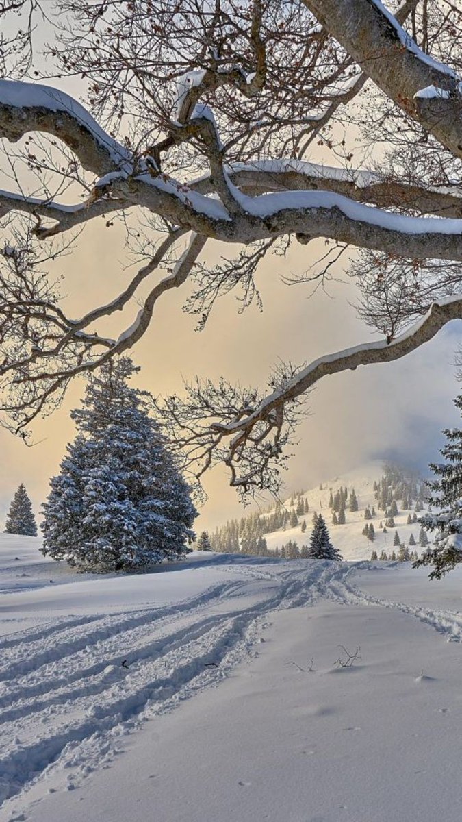 SarahiArQui's tweet photo. You will not be present this Christmas, but in my heart you will always be ...

#naturephography  🧡❄🧡 https://t.co/yFc8jYEeps
