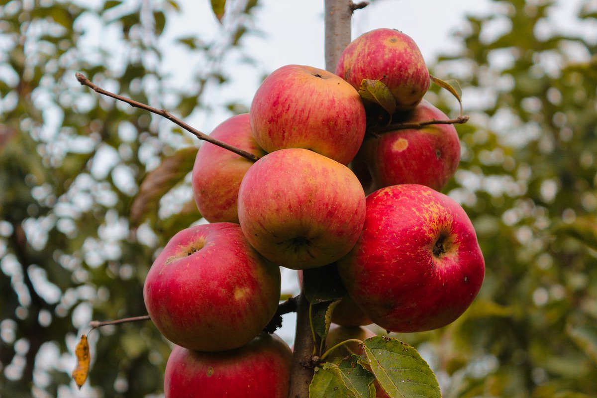 EcocertArg's tweet photo. PERAS Y MANZANAS ARGENTINAS: 👉DESAFÍO!
🍐🍎Altos costos de producción y baja rentabilidad!

Lea la noticia completa y el informe del USDA aquí: https://t.co/fRNwAflcuH

#Ecocert #EcocertArgentina https://t.co/m50fgsPDy3