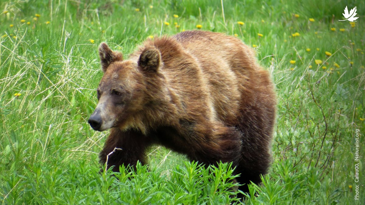 NCC_CNC's tweet photo. While this NCC staff member was too frightened to really take note of a beautiful bear she had encountered, she would be even more upset if she knew she’d never have the chance to see one again. Find out how you can protect this species’ habitats: https://t.co/OGM8QBbahx https://t.co/Syhg8XivEJ