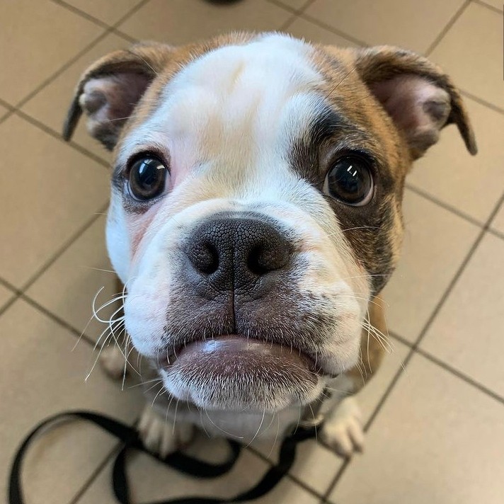 Buddy wishes you and your pet a safe and happy holiday season! ⛄️ #VCAPets