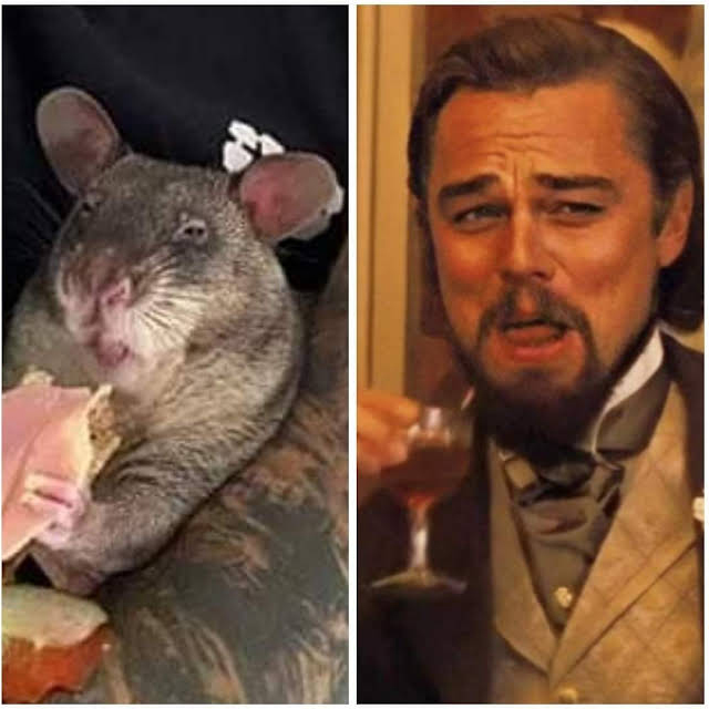 Credit to Robin Pajzs for this blinder! #LeonardoDiCaprio #Laughing #Memes