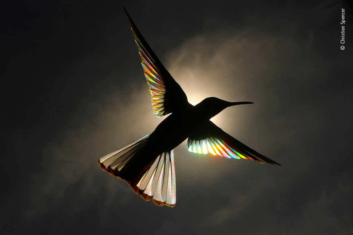 Wildlife Photographer of the Year tweet media