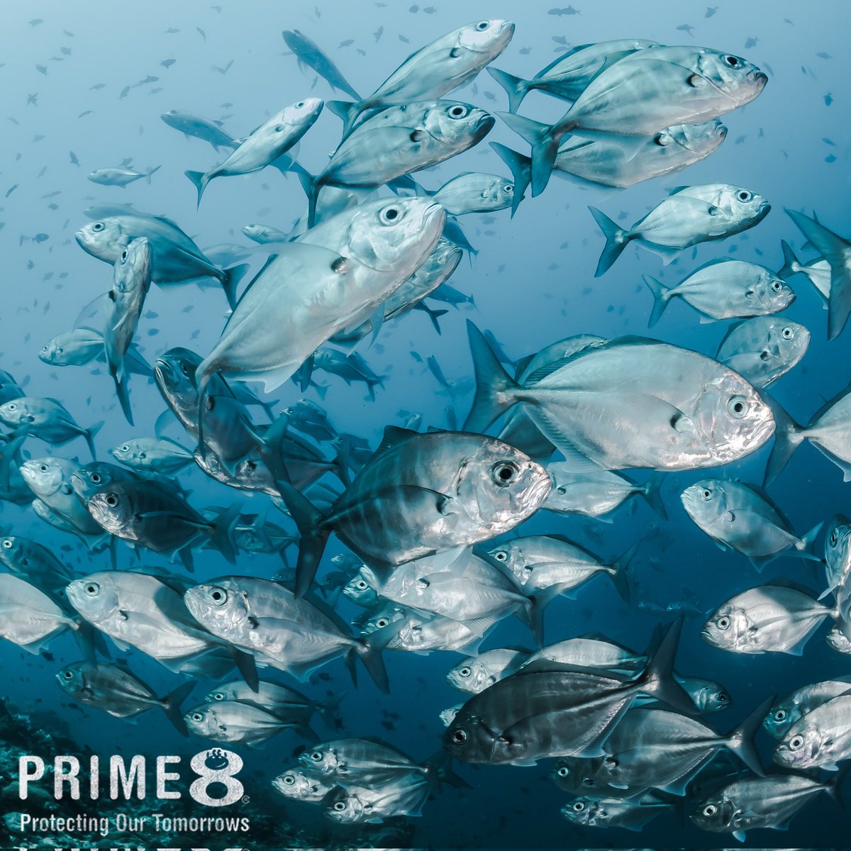 200 species of #marinefish that are consumed by humans are known to be ingesting plastic! Something we all need to think about 🌊 #environment #climatechange #conservenature #plasticfree #oceanlife #marine   #children #education #educationalgames #childrengames  #Prime8 #Primasia