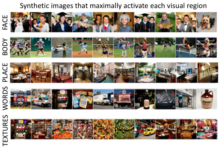 amykooz's tweet photo. We first verified the synthetic images optimized to maximize single visual regions’ activations match with expected image content for face, body, place, word and early visual (texture) areas. 3/6 https://t.co/jj2nPOu3nW