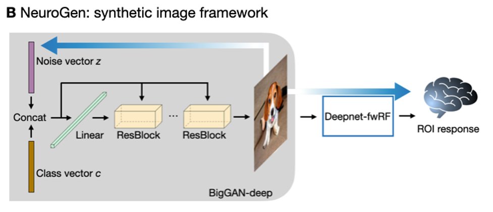 amykooz's tweet photo. NeuroGen is a state-of-the-art generative framework that allows synthesis of images optimized to achieve specific, predetermined brain activation responses in the human brain. 2/6 https://t.co/Z8Vh8nKRQf