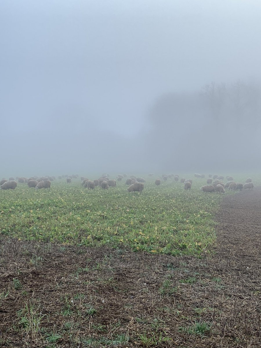 Abi Beynon-brown tweet media