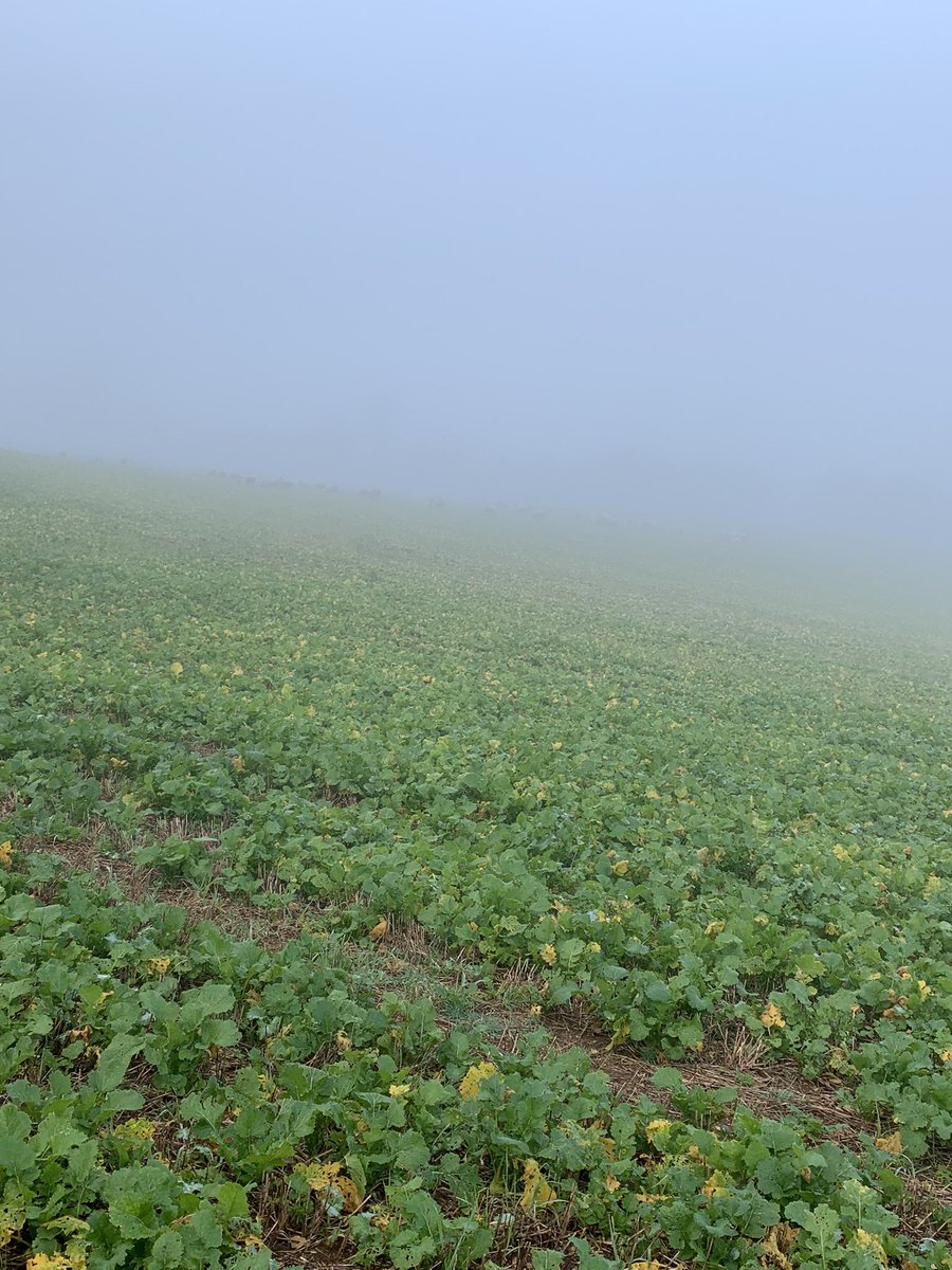 Abi Beynon-brown tweet media