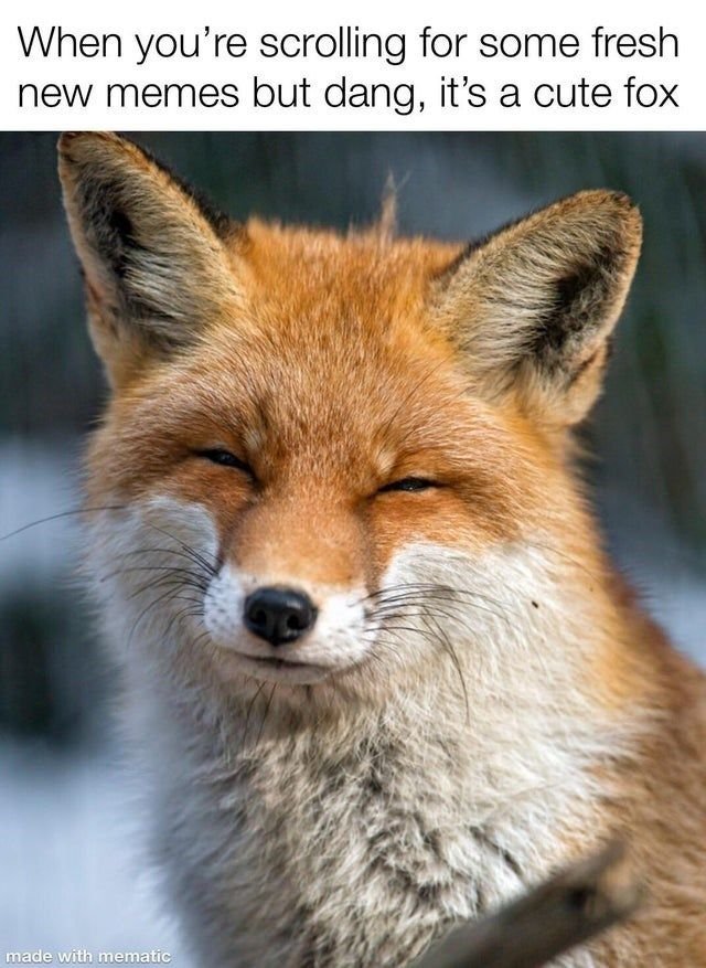 Foxy Inu tweet media