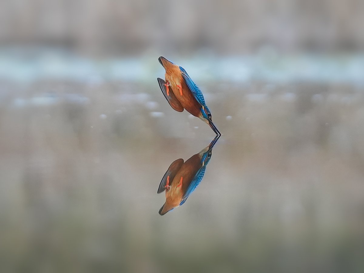 900 shots later.....not quite perfection, but as close as i think i'll get #kingfisher #birds #TwitterNatureCommunity #wildlifephotography #reflection #diving #nature #NatureBeauty