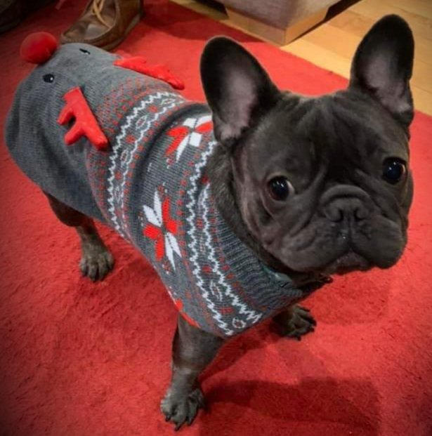 Happy Christmas from us and Albert! Altho' we aren't an emergency service,our phone will be on all over Christmas/New Year. Please get in touch if you need a chat with another survivor <a href="/StockportTPA/">Stockport TPA</a> <a href="/OWLSgroup/">Owls Group 💜</a> <a href="/startpointsk6/">Starting Point SocEnt 🧡</a> <a href="/KeirasKingdom/">Keiras Kingdom CIO 1196746</a> <a href="/SPARC4Me/">SPARC</a> <a href="/CountyPodcast/">The Scarf Bergara Wore Podcast</a> <a href="/leavernotleft/">leaver not left</a>