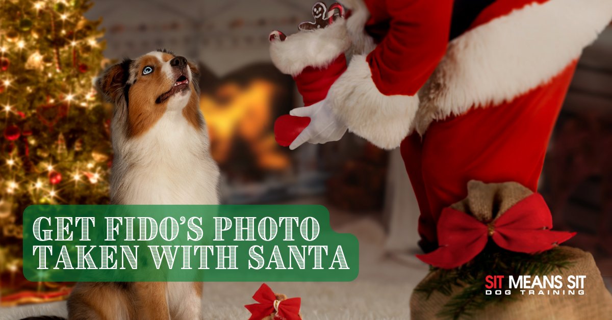 SitMeansSit_MA's tweet photo. Get Fido's Photo Taken with Santa | https://t.co/wmZjvG37jx https://t.co/RhIynynYBk