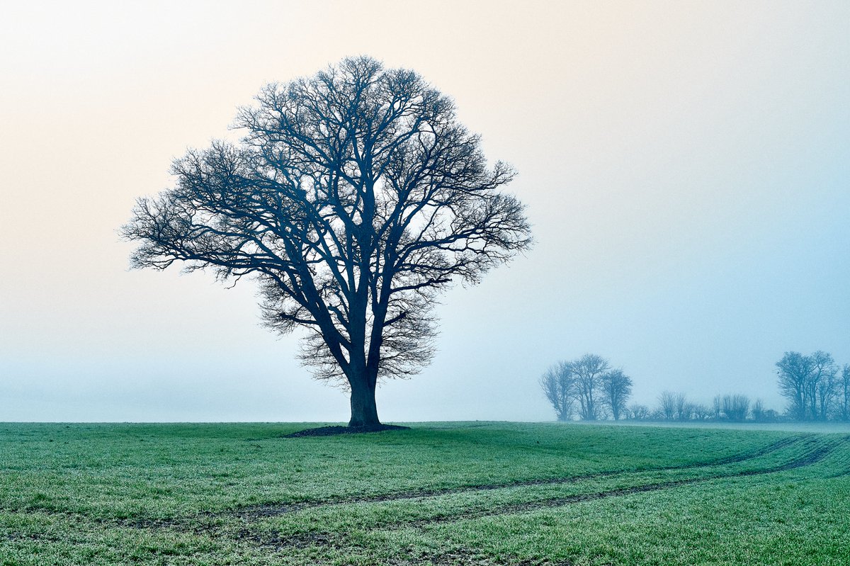 pea34101992's tweet photo. Leica M9 foggy field #leica #leicam9 #contaxg #contaxg45 #contax45mm https://t.co/BoqMqO4JG8