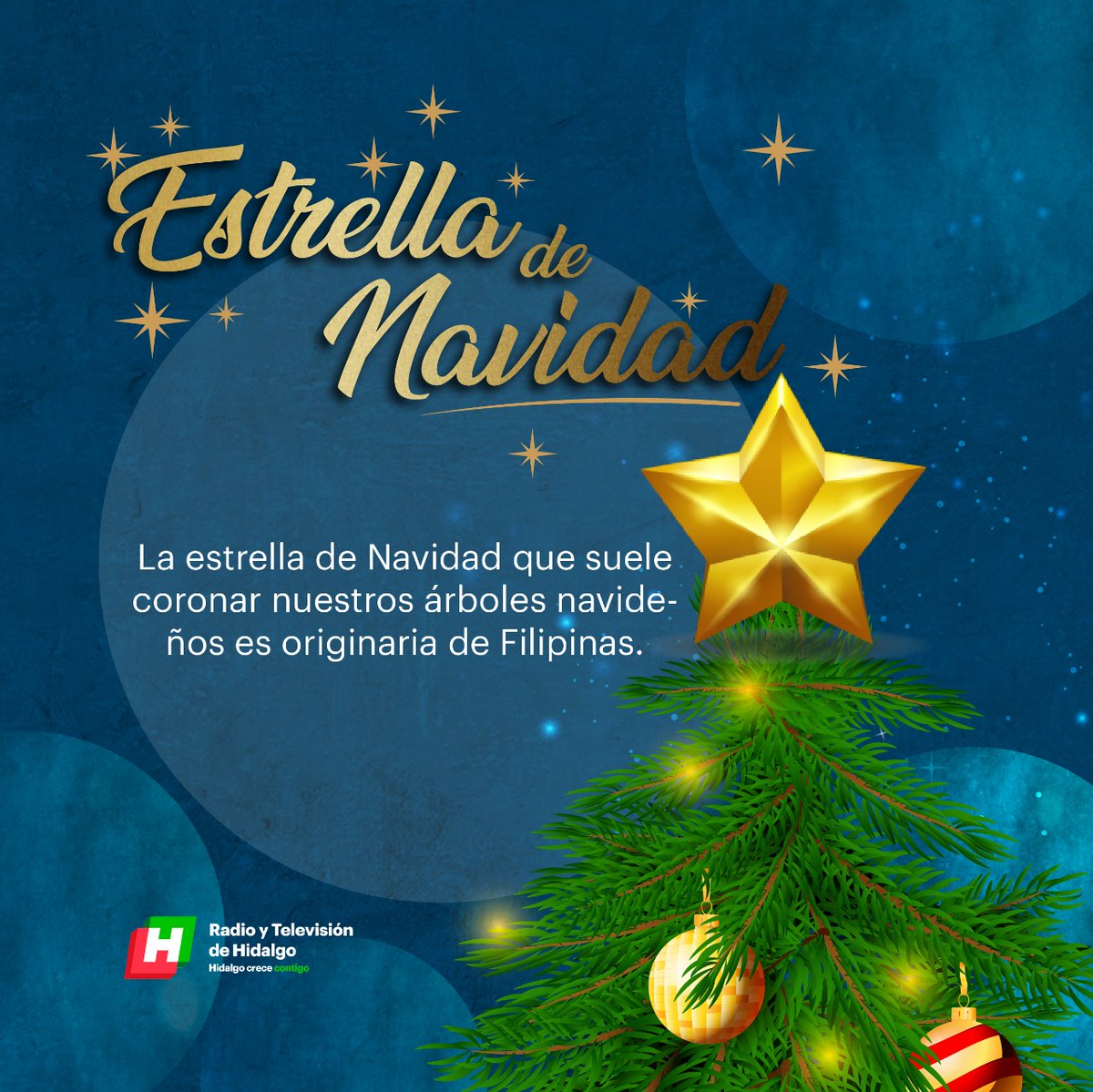 RadioTvHidalgo's tweet image. ¿Sabías qué la estrella de #Navidad que suele coronar nuestros árboles navideños es originaria de #Filipinas?

#NavidadHidalgo