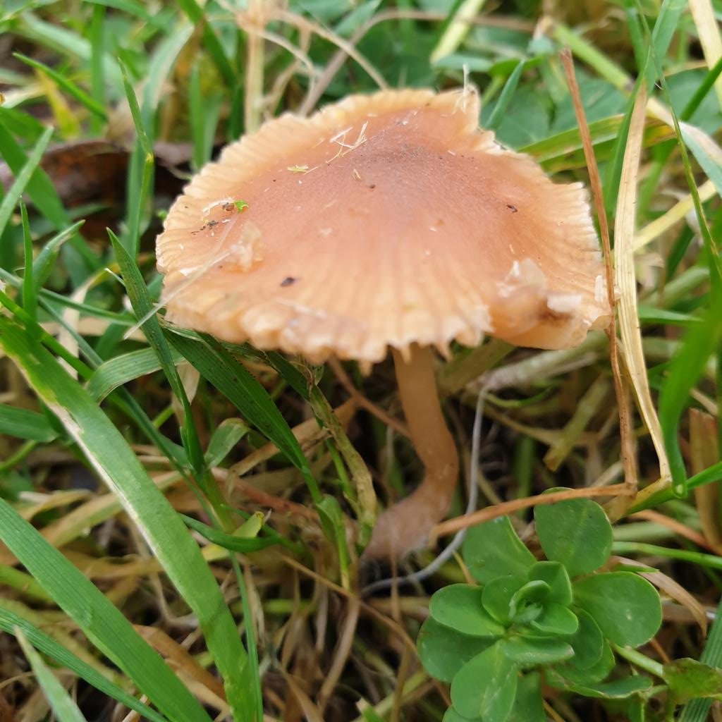 oldestwinger's tweet photo. @manxnature Think this is Yellow Fieldcap? At Ballachurry Reserve #iomfungus https://t.co/mnPXJ8TuEt