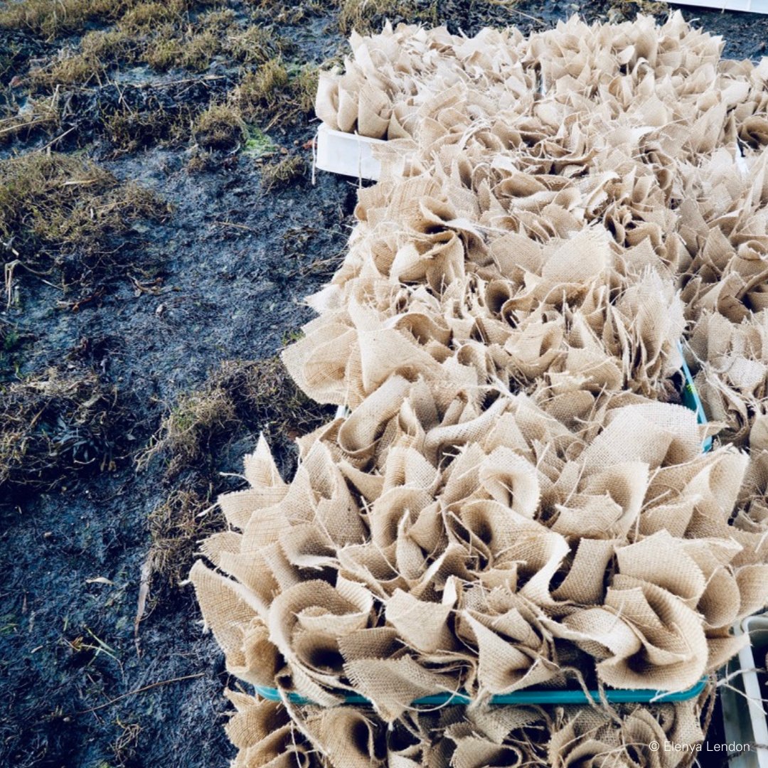 Earlier this month we planted 1025 seed bombs in Langstone Harbour as part of our Solent Seagrass Restoration Project in partnership with @@BoskalisWessie 🌱 Full update coming soon 👀… Find out more here 👇
hiwwt.org.uk/seagrass-resto…

#WilderSolent