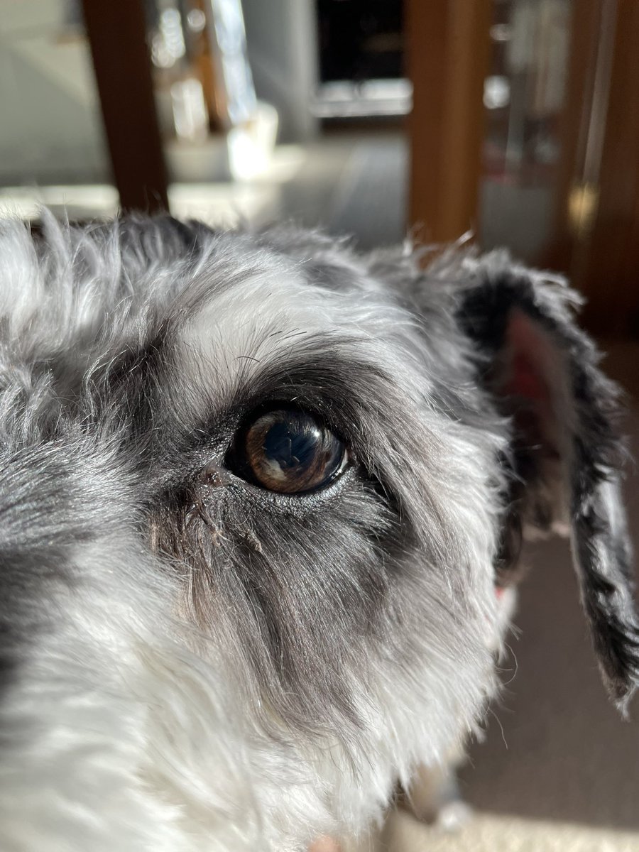 renderbow's tweet image. a day late to #spoontwtselfieday 
but excited to share anyway
(he/they) plus my dog 
retweets appreciated &amp;lt;3