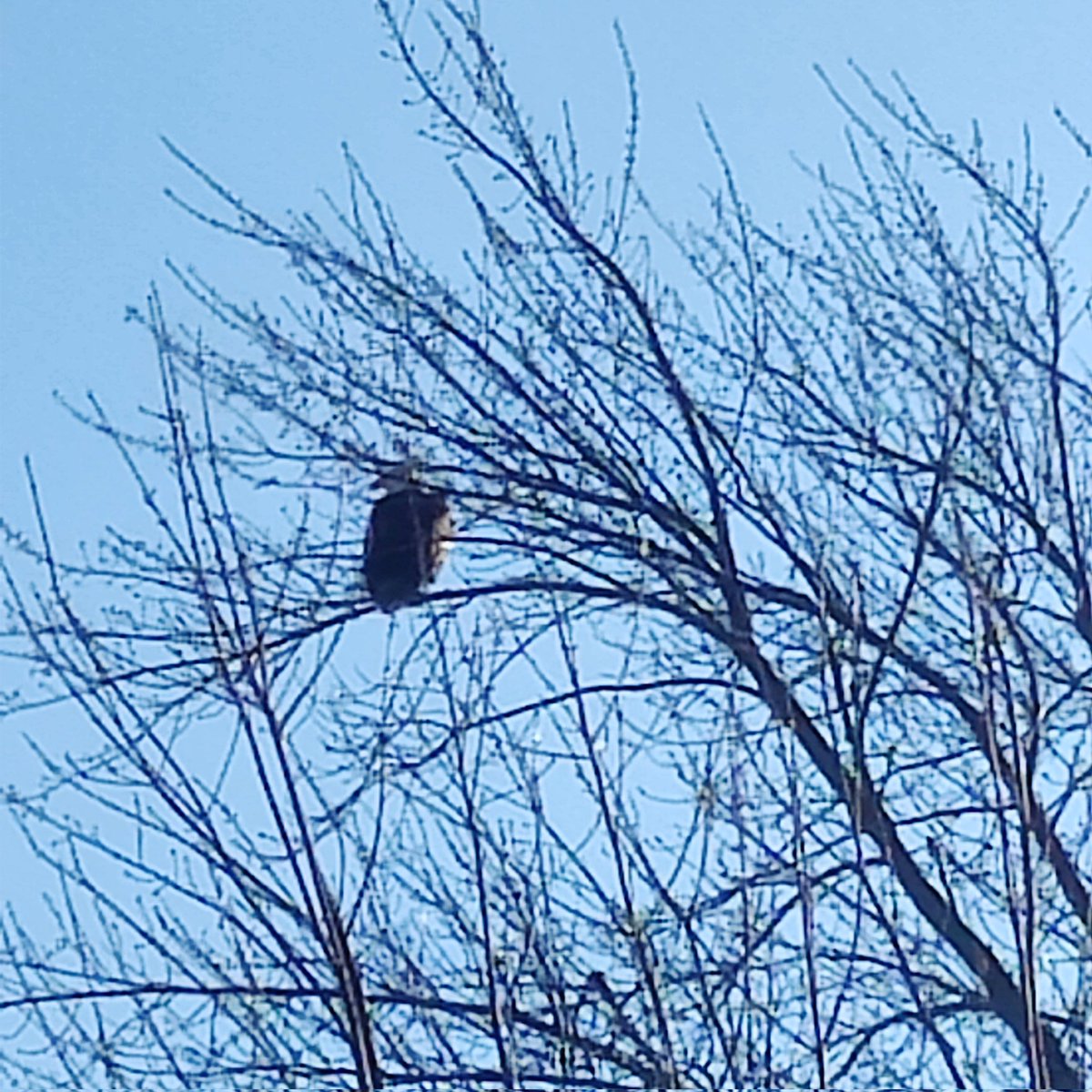 Heather070480's tweet photo. Coming home from the gym with my husband @atkinsondevin and sitting in a tree is a beautiful bald eagle. Well hi there. https://t.co/ZSBHsStWLl