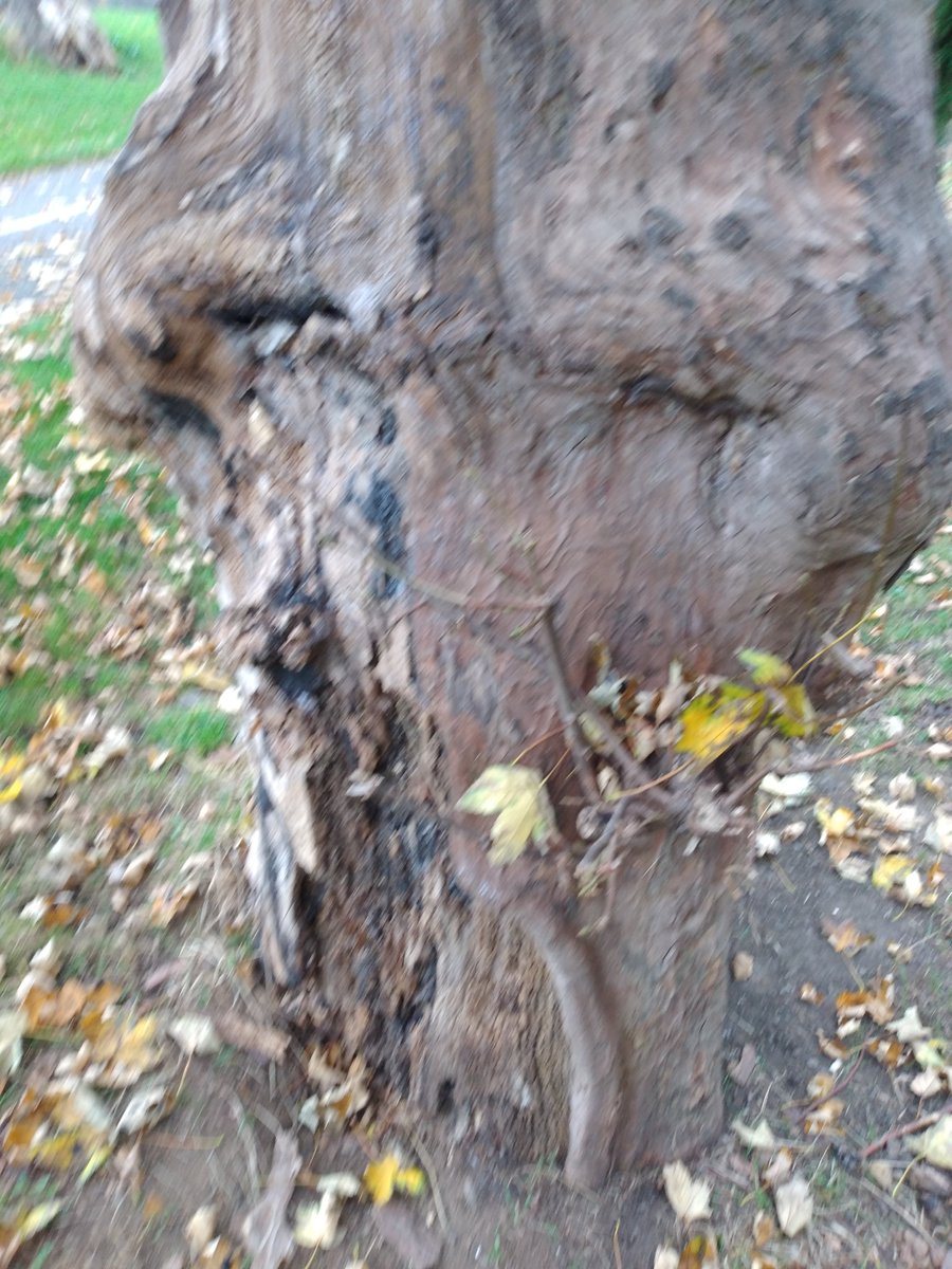 ElizabethMerry1's tweet photo. "Rooted to the earth
bulging forehead, deep-set eyes
watching seasons pass."
From MINUS ONE
#haiku #poetrylovers #poetrycommunity. With 5 🌟🌟🌟🌟🌟#reviews on #Amazon #readers #writers #writerslife #dodderriver #dublin6
https://t.co/CS9hOCGbOH https://t.co/y5AQY0B4uo