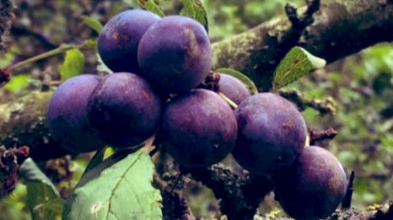 Early autumn sloes begin

To tumble into Christmas gin 

And soon we sinful...

Will enjoy a skin-full 

#vsschristmas 
#fairytaleflash  #vss365
#FairyTaleTuesday #Gin