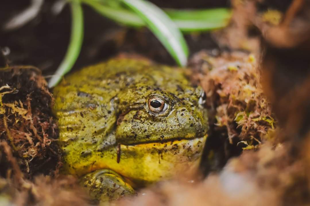 Looking for a unique experience on the run up to Christmas? We have availability for our one hour Animal Encounter Experiences this upcoming week (Monday 20th-Thursday 23rd). 

These are available on a first come basis - to book, click here:
abcwildlifepark.co.uk/animal-experie…