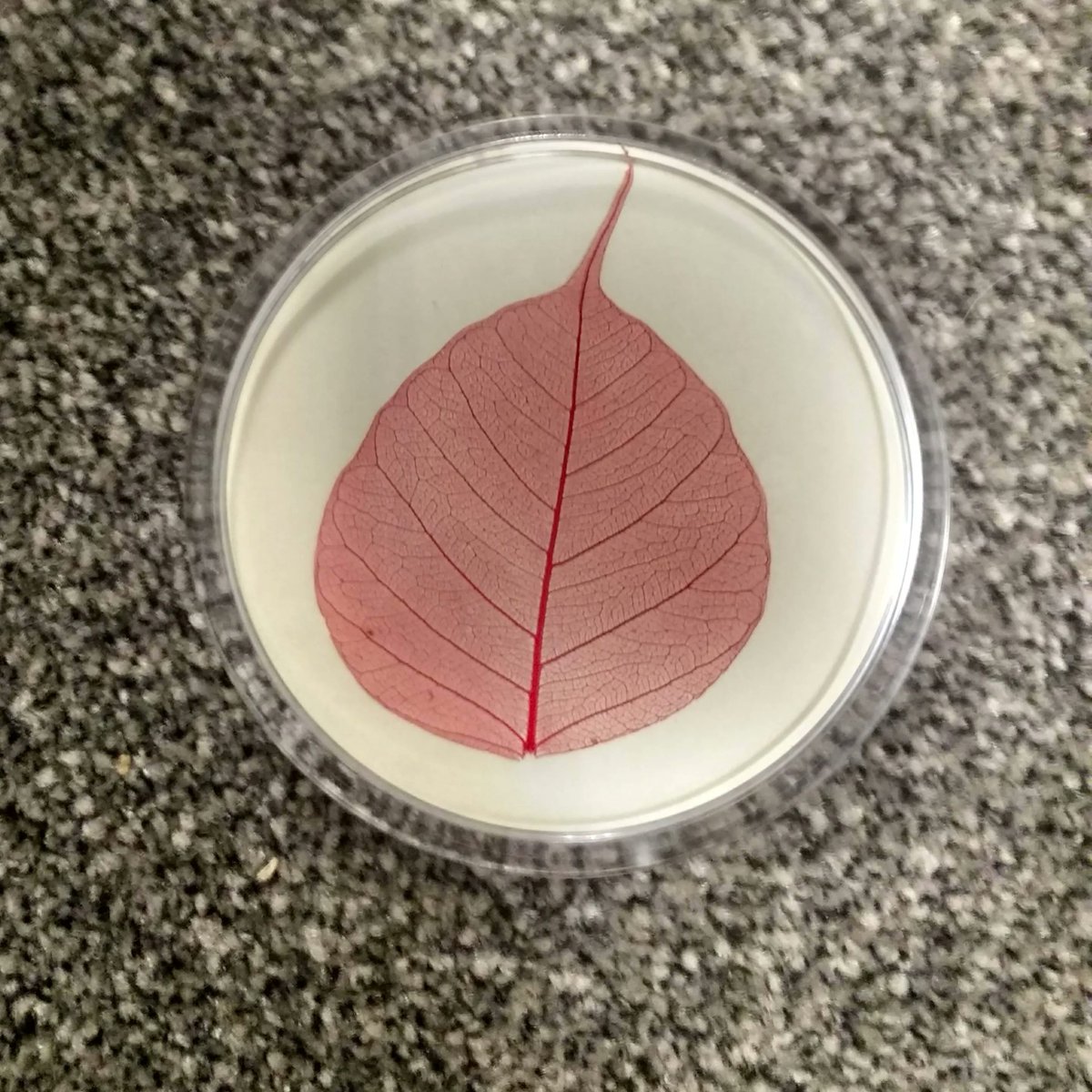 SkeletonLeafJTL's tweet photo. Sometimes the simplest things are the most effective - a single red bodhi leaf in a clicked into a blank cross-stitch coaster. https://t.co/wH4NpjEmie