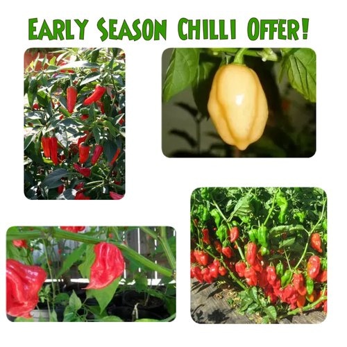 Please take a look at my special offers. On the seeds page at strawbaleveg.co.uk #seeds #growing #allotment #chilli #vegetarian #vegetablegrowing #chillihead #loveveg