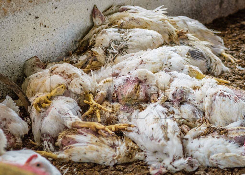 The pains farmers go through when disaster strikes many people wouldn’t understand. We don’t give up, we move on for a better tomorrow.

Always respect a farmer, never forget.