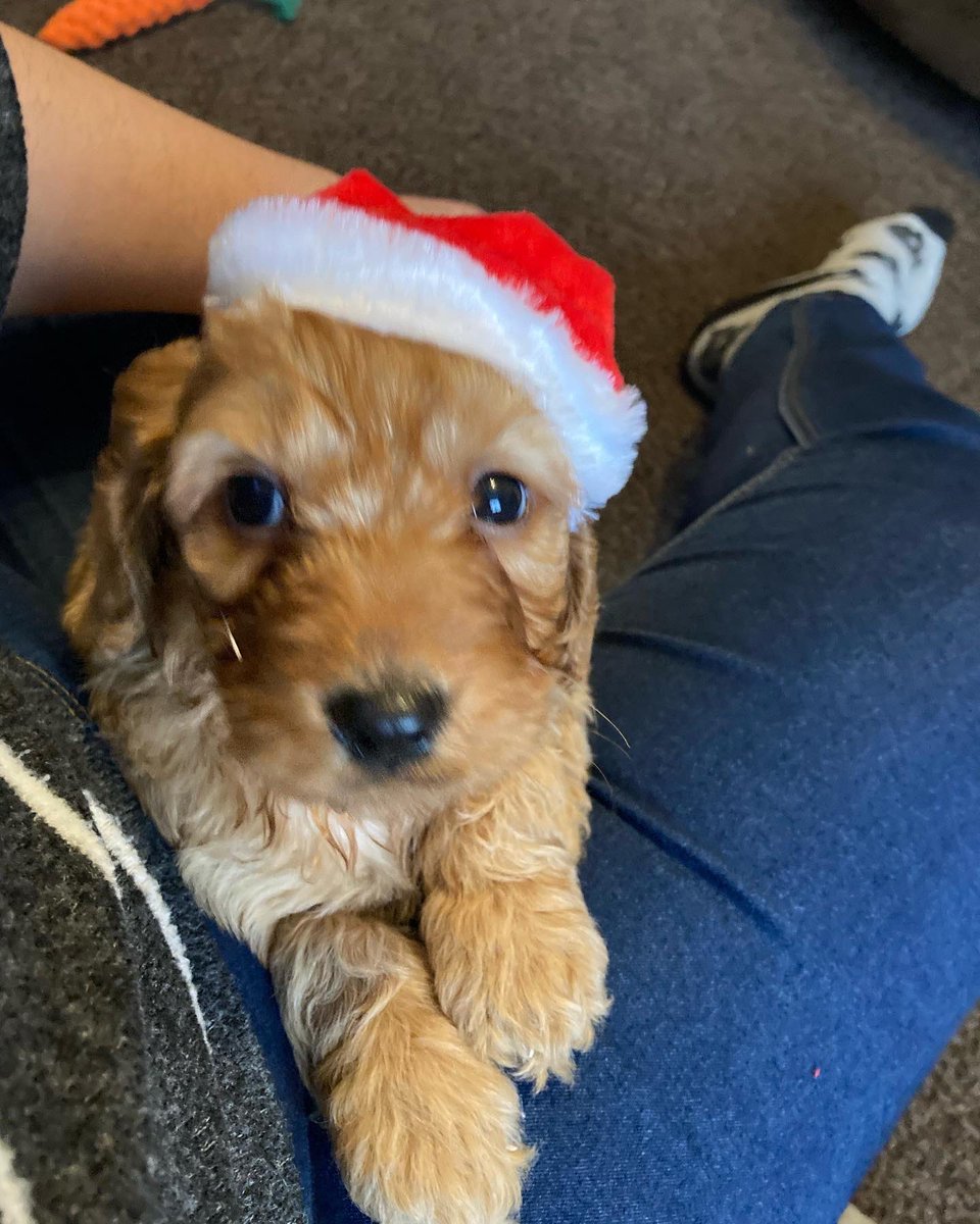 It’s beginning to look a little like Christmas …. Albert is now part of our crazy house 🤪🤪 the boys were speechless #themagicofchristmas <a href="/chrisdysonHT/">Chris Dyson FCCT</a> <a href="/ParklandsLeeds/">Parklands Primary</a> <a href="/Miss_Rooprai_/">Gurpreet K Rooprai</a> <a href="/sjnparklands/">Sarah J-N</a> rowan and Samuel can’t wait to tell you all about him 🥰