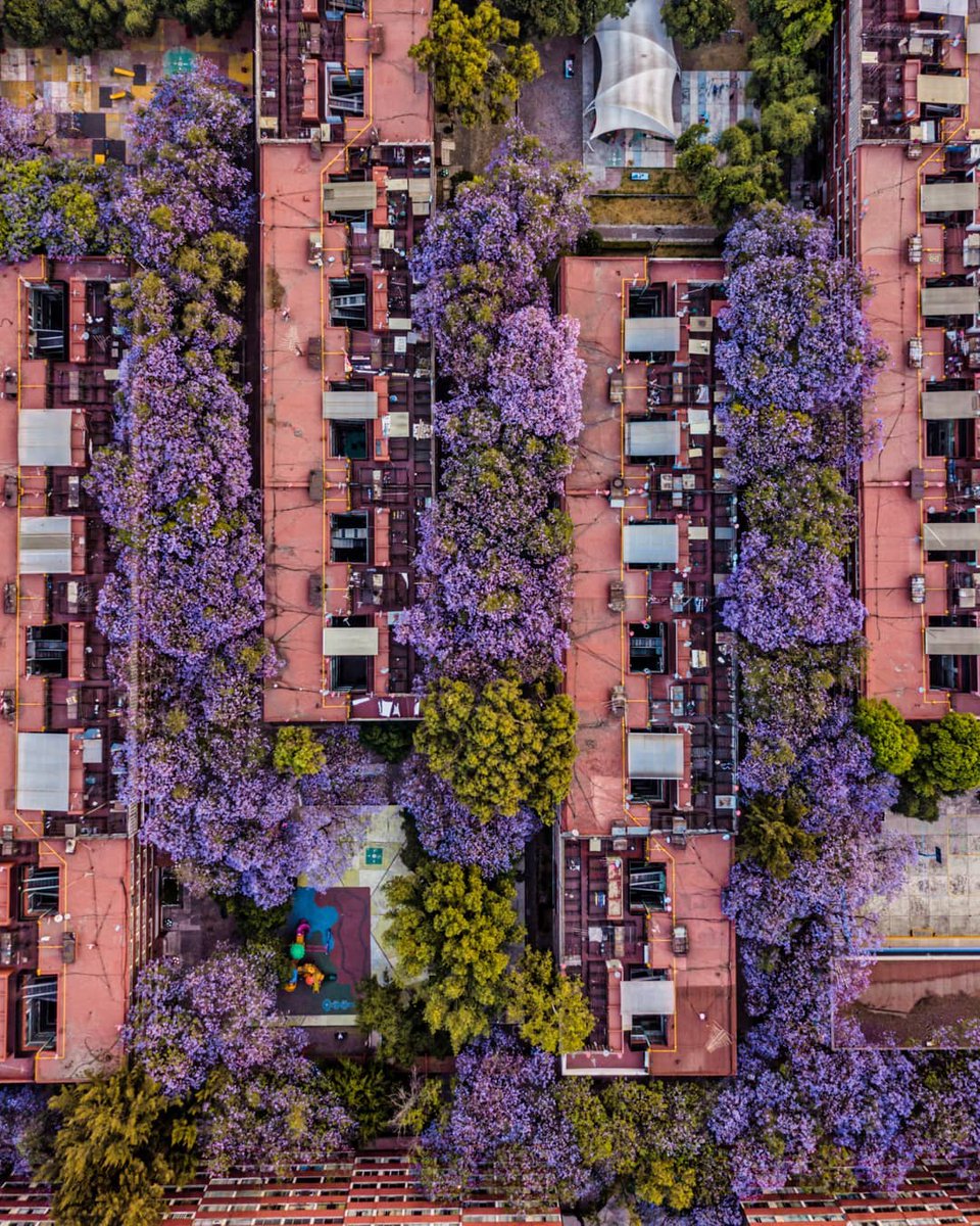 en <a href="/Hojasantamag/">Revista HojaSanta</a>, un poema de amor para todos los árboles– revistahojasanta.com/tentempie/2021…