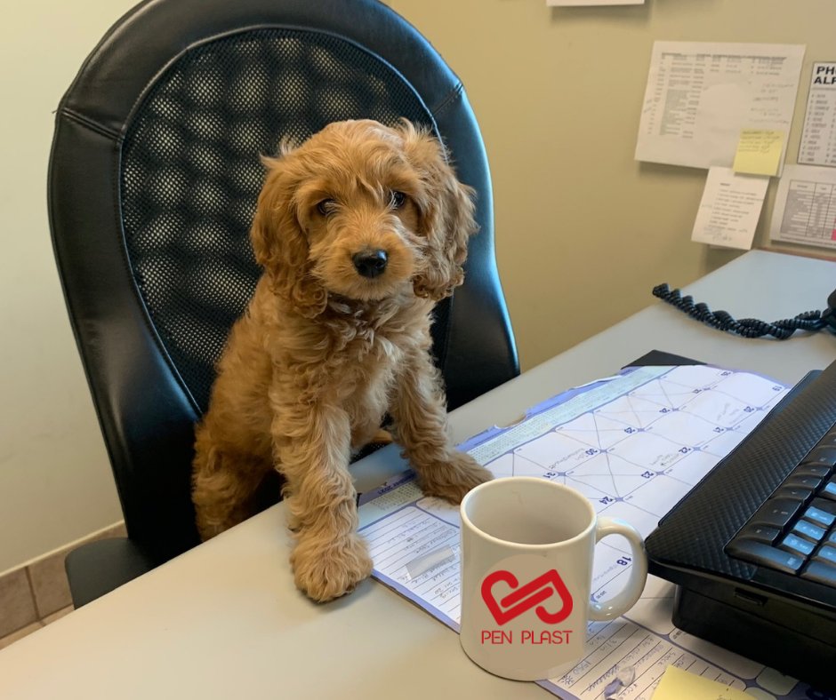 Our newest addition to the PenPlast team, Lennon - Asst Barketing Officer.  

While still very new to the team, we are confident that Lennon will be a great floor cleaner, amazing guest greeter, and superb branch manager. 

Back to the grind - lots to do at the paw-ffice today!