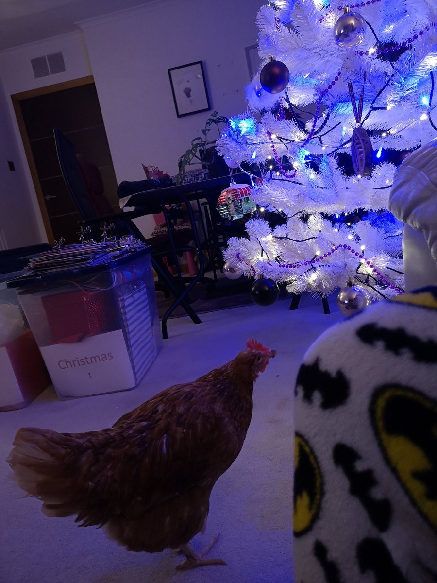 DonnaHe60990670's tweet photo. Patsy isn't sure on the thing that has taken up space in her living room #exbatt #Christmas https://t.co/TjAWUra7jQ