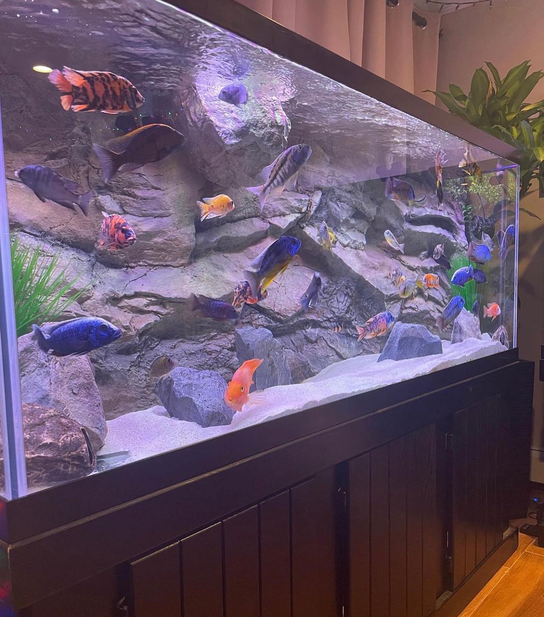 seachem's tweet image. Such a colorful cichlid tank by our Brand Ambassador @kavemanaquatics (IG).