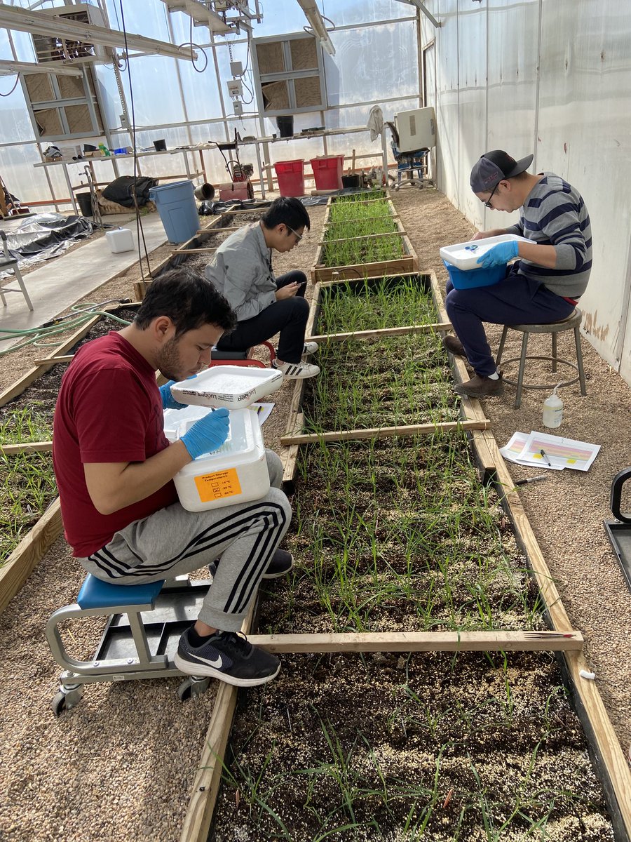 Congratulations to Mustafa Cerit for his completion of his MS degree with <a href="/tamusoilcrop/">TAMU Department of Soil and Crop Sciences</a>  He will return Turkey to work in agriculture.