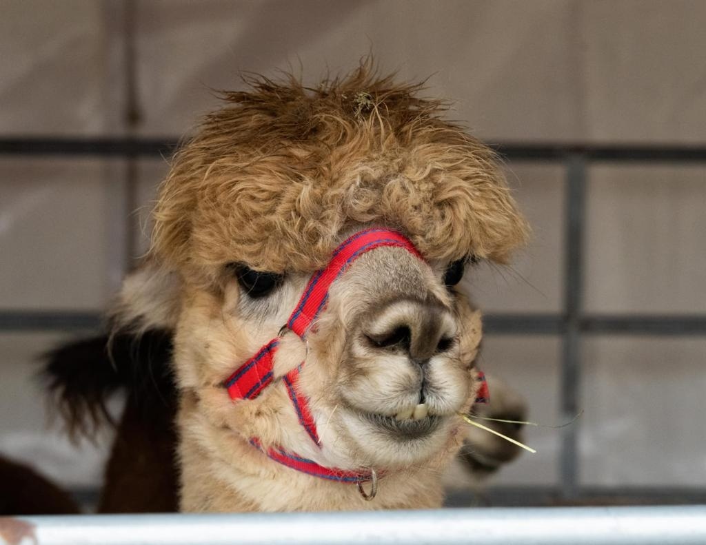 It's been yet another weekend of festivities in the Tees Valley!🎄✨

🎅 #Darlington's Christmas marquee was back for more festivities in the town centre.
 
🎅 Christmas <a href="/OrangePipMarket/">Orange Pip Market</a> made its way to #Middlesbrough Centre Square.

Find festive events 👉 orlo.uk/okxCv
