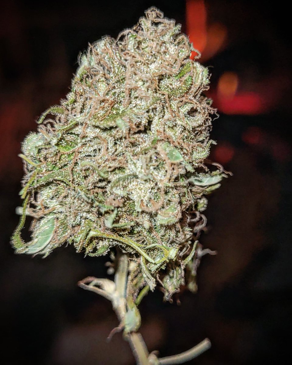 Sophie_MJ's tweet photo. Tarde de chasca 🔥🔥🔥🔥 ....
Con CHOCO CANDY 🌱🍫🍩🌹
Aromas👃 a cacao, chocolate, bollería, pasteles, repostería🔝🥰
¿Y tu sexto dedo de la tarde cual es? 🤣💨💥 🖐+🌱
@GreenbudSeeds @Apez140 @INMAQ16
.
#chasquita #Greenbudseeds #AdrycsCove #Chococandy
#LaSofiJardinera👩🏼🌾 https://t.co/hHq9nd6fOb
