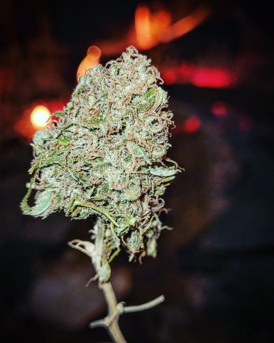Sophie_MJ's tweet photo. Tarde de chasca 🔥🔥🔥🔥 ....
Con CHOCO CANDY 🌱🍫🍩🌹
Aromas👃 a cacao, chocolate, bollería, pasteles, repostería🔝🥰
¿Y tu sexto dedo de la tarde cual es? 🤣💨💥 🖐+🌱
@GreenbudSeeds @Apez140 @INMAQ16
.
#chasquita #Greenbudseeds #AdrycsCove #Chococandy
#LaSofiJardinera👩🏼🌾 https://t.co/hHq9nd6fOb