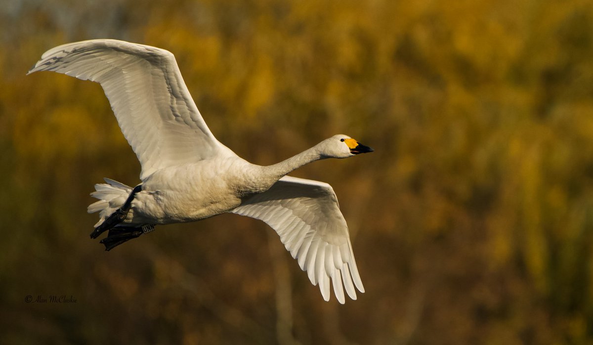 AlanMcCluskie's tweet photo. #BewickSwan #Swan #birdphotography #BirdTwitter #SonyAlpha https://t.co/s8Mp7EbBnv