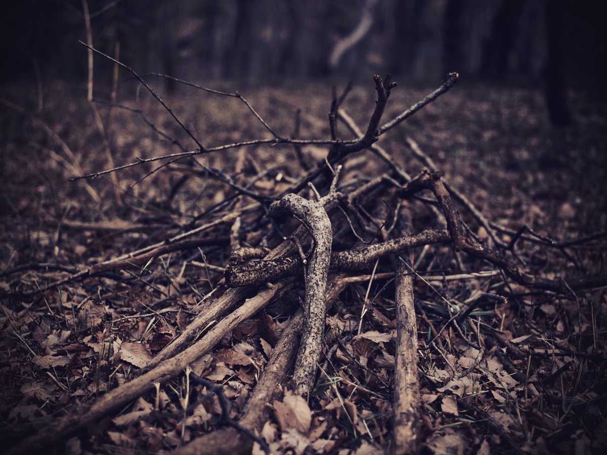 ・
ｂｒａｎｃｈ
・
・
#nature #leaf 
#branch #forestbath
#naturephotograph