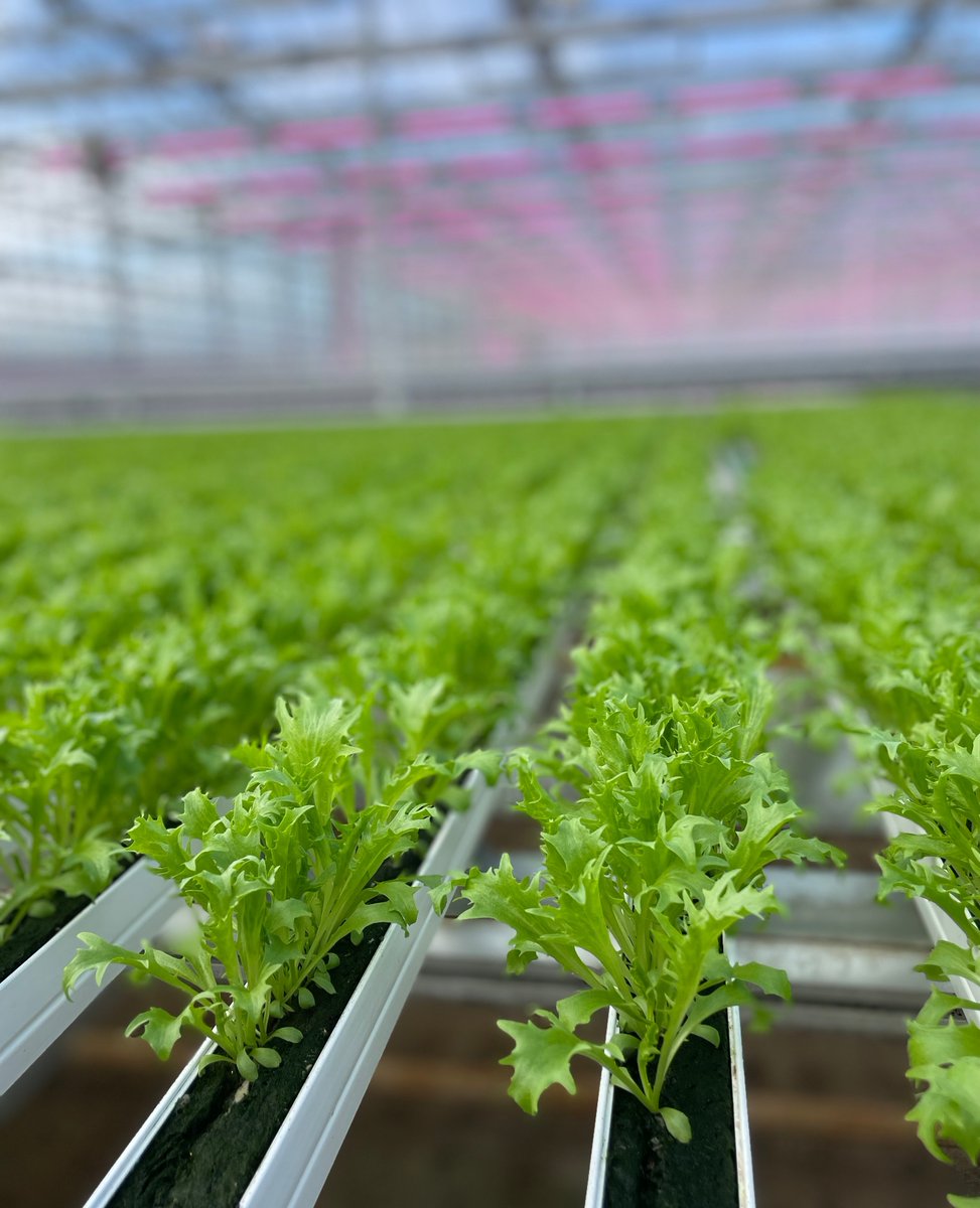 WestlandsUK's tweet photo. We know how important it is to continue serving amazing dishes, especially at Christmas time, so weโre proud to offer many of the varieties you may not get elsewhere, throughout the winter months.
https://t.co/rxBmcu8Gbj
#WinterGrowing #MicroLeaves #BritishGrown https://t.co/0jhyceFXNf
