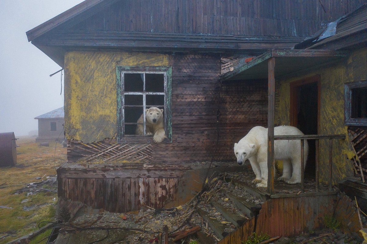 the_lentach's tweet photo. На острове Колючин в Чукотском море есть заброшенная метеорологическая станция. Ну как заброшенная.

Сейчас её заселили полярные медведи. Животных снял фотограф Дмитрий Кох. Снимок «Дачный сезон» с медведем в окне победил в конкурсе «Дикая природа России»

https://t.co/eUBQeYF7e8 https://t.co/bML7jfsZto