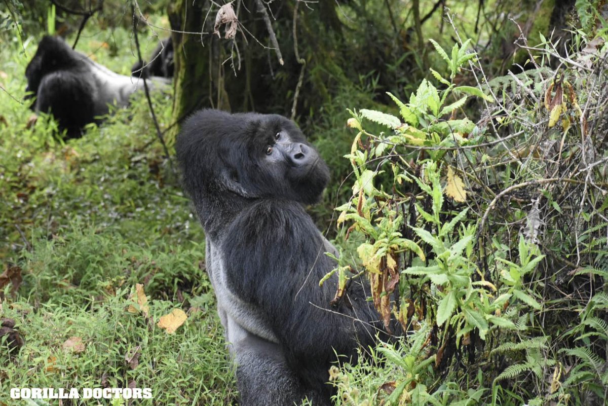 Silverback mountain gorilla, Mark, Nyakagezi group, Mgahina Gorilla NP, Uganda. © Gorilla Doctors