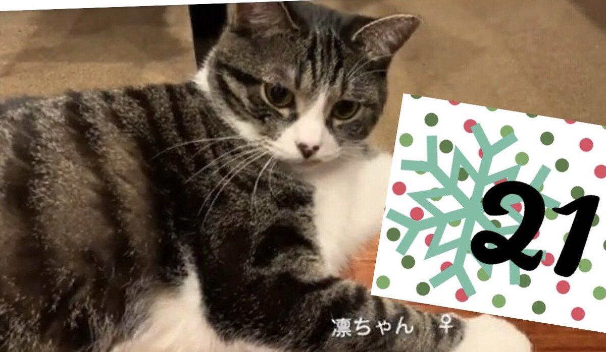 marche0813's tweet photo. 【オンラインアドベントカレンダー21日】
スタジオアデリー様@STUDIO_ADELIE の動画です。可愛い猫ちゃんたちの様子を見ながら素敵なピアノの音色をお楽しみいただけます。思わずにっこりになってしまいますね♪

サイトはこちら。21日の窓をクリック！
https://t.co/yfESe9YiQ7 https://t.co/SkAk4z9m6H