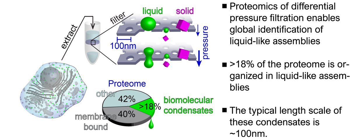 FelixKeber's tweet photo. Our preprint is out! More liquid condensates in the cytoplasm than we thought, and tinier. Thanks @thaonguyen0210, @MartinWuhr, Cliff and all Wühr Lab and @brangwynnelab members! 
Evidence for widespread cytoplasmic structuring into mesoscopic condensates https://t.co/pOFkyExFvX https://t.co/GGVye9YURq
