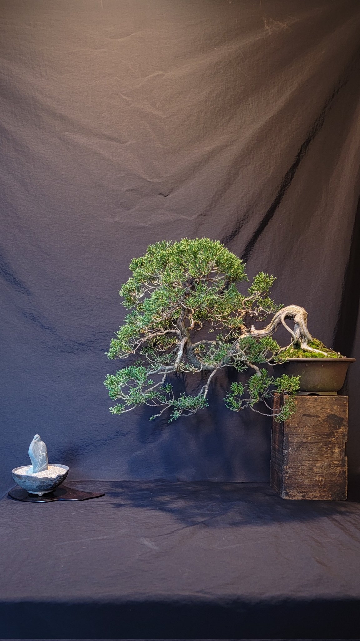 姫百日紅 サルスベリ 極姫性 小品盆栽