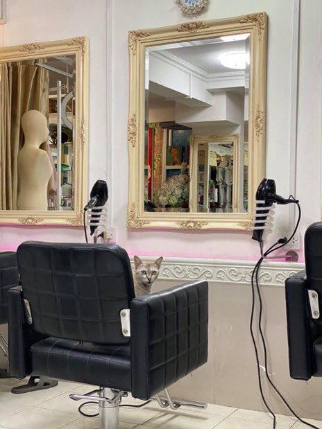 cats with jobs 🛠 tweet media