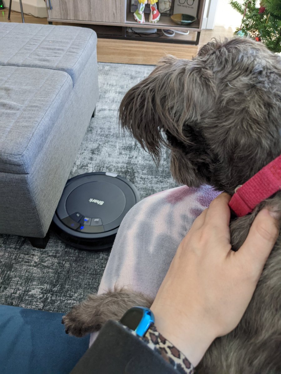 RinHeelLove's tweet image. I picked up a Shark Robot Vacuum recently. The app you can control it with asks you to name it.

Amused, I named mine Quint. 

Ziggy, however, is not amused with Quint or me.

#Jaws #robotvac #mylittlemonster