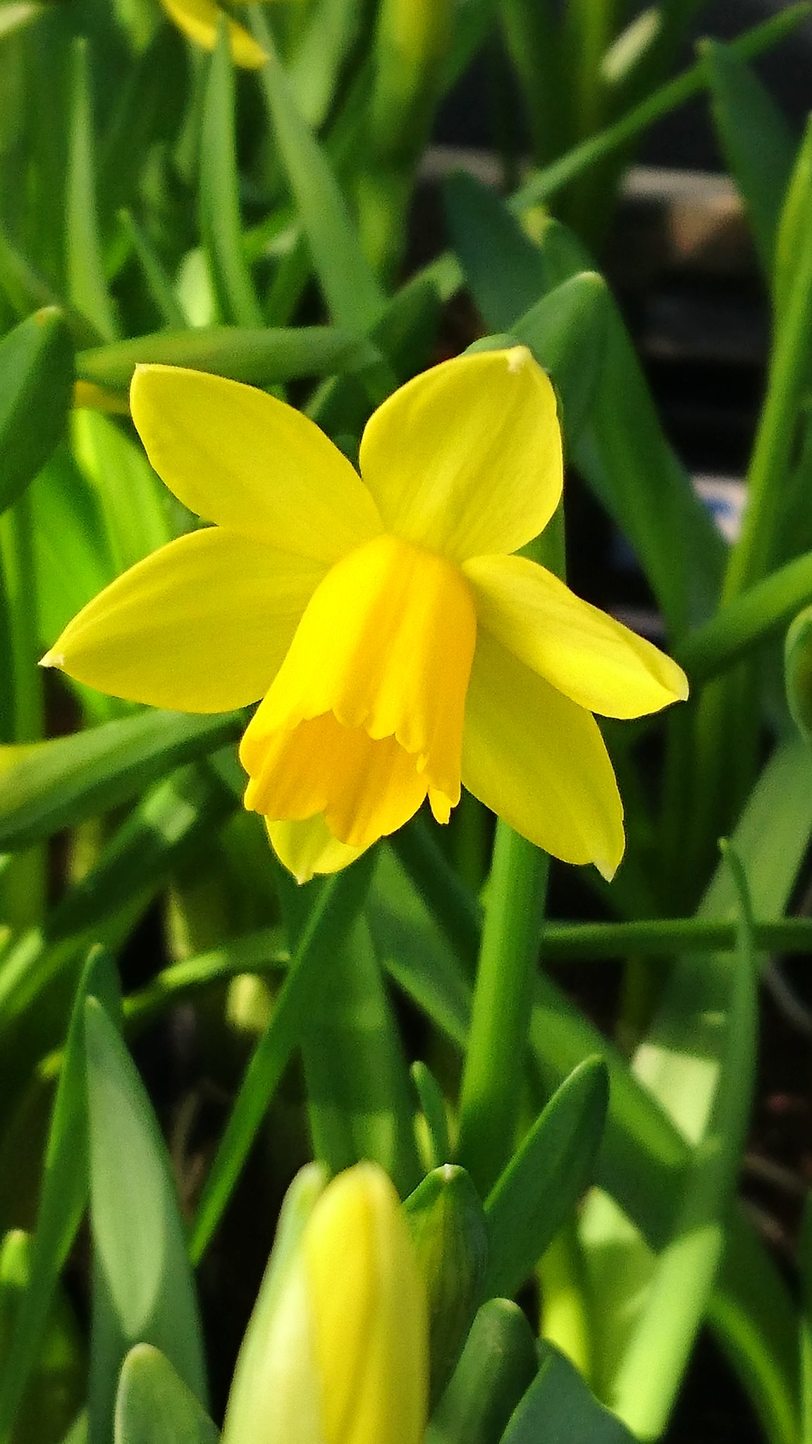 スーパーやさいマン スイセン 水仙 の画像 厳しい冬の寒さでも花を咲かせて花びらの中心がラッパのような形をしているのが特徴 花言葉は 神秘 自己愛 T Co Fgltxztck0 Twitter