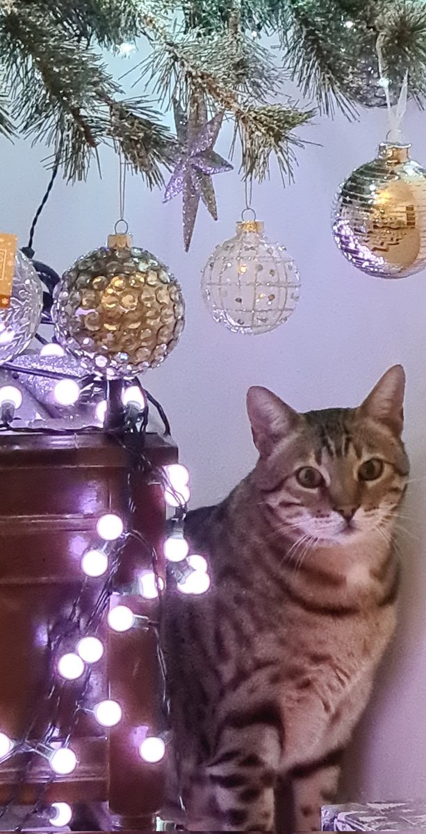 EdisonChubbyCat's tweet photo. Its nearly Christmas !!
#Christmas2021 #ChristmasTree #ChristmasCountdown #Bengals #CatsOfTwitter #cats #CatsOnTwitter #catsofinstagram #Cat https://t.co/EGWS5JMVlf