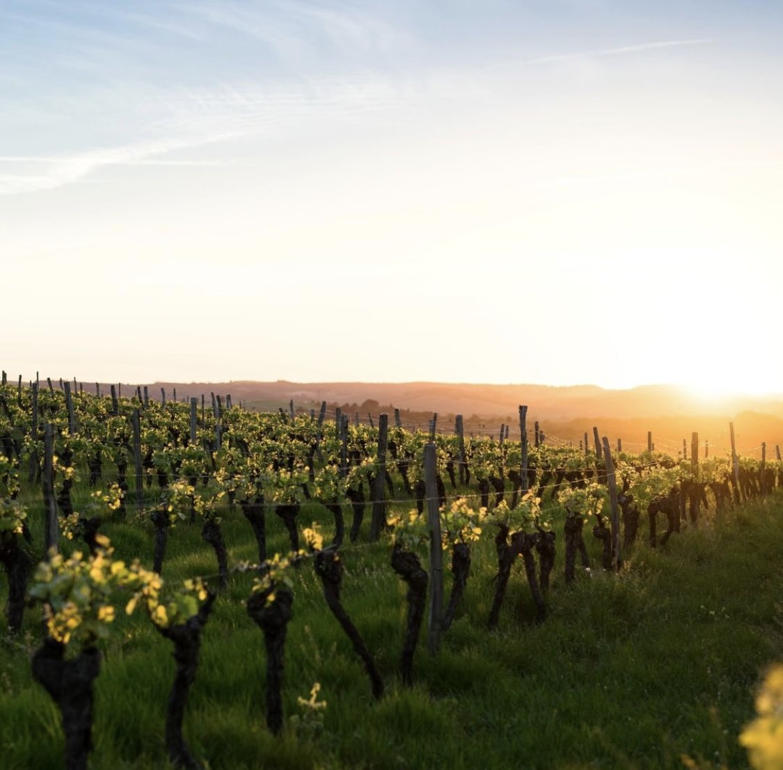 iwcawine's tweet photo. 🍷 They are committed to improving biodiversity in their vineyards. They have organic vineyards and strive to reduce fertilizer consumption. 🌱

(5/7)
🍇🌎🍷
#iwcawine #racetozero #racetoresilience #wine #eyeonclimate https://t.co/Dle26maXVF