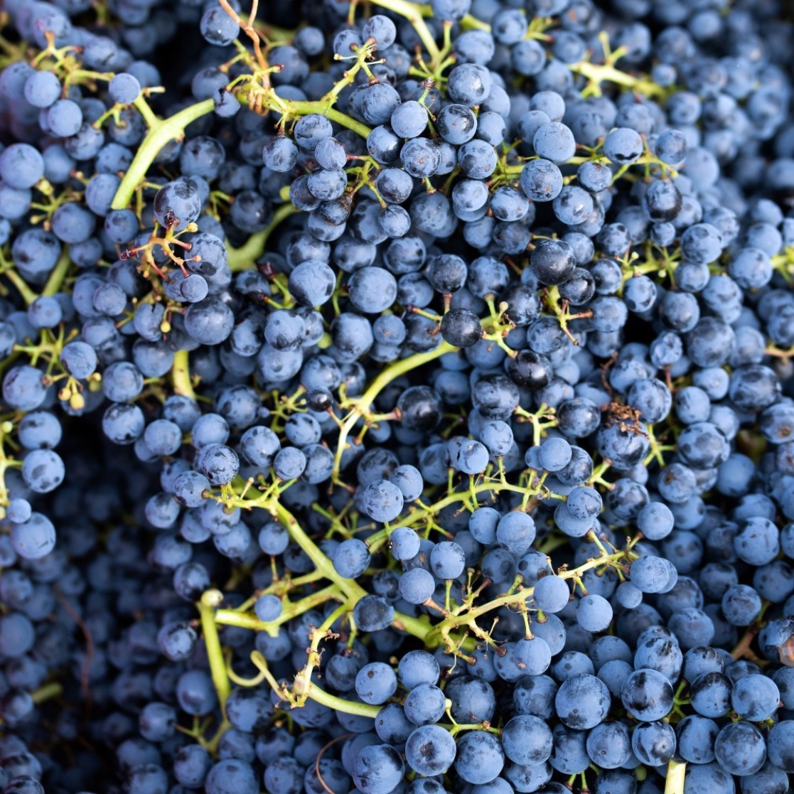 iwcawine's tweet photo. Their company’s firm commitment to sustainability has previously won them the European Business Award for the Environment (2012).

@matarromera_ &amp; @eminawines has seen a 14% reduction in absolute emissions since 2017!

(3/7)
🍇🌎🍷
#iwcawine #racetozero #wine #eyeonclimate https://t.co/T8JVN6bU1j